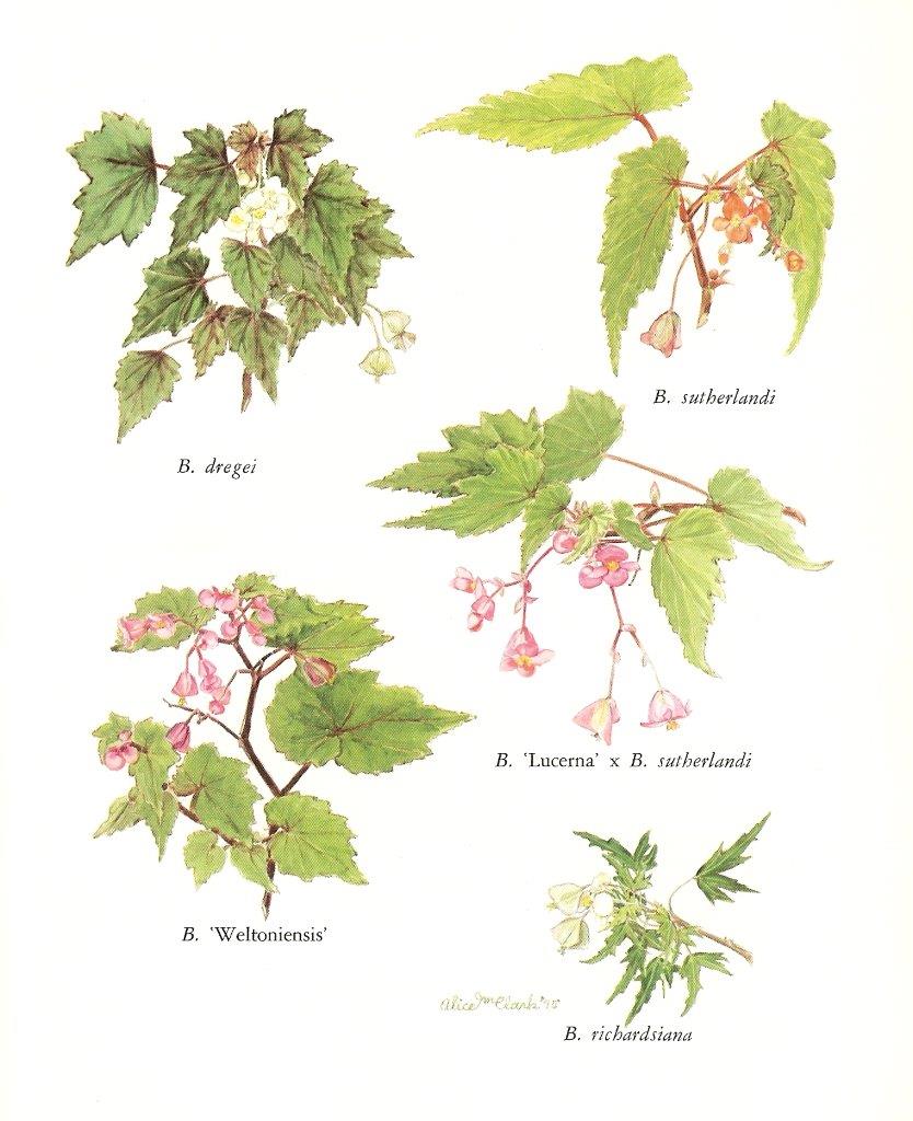 B. dregei var. macbethii